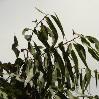 Corymbia maculata (Hook.) K.D.Hill & L.A.S.Johnson